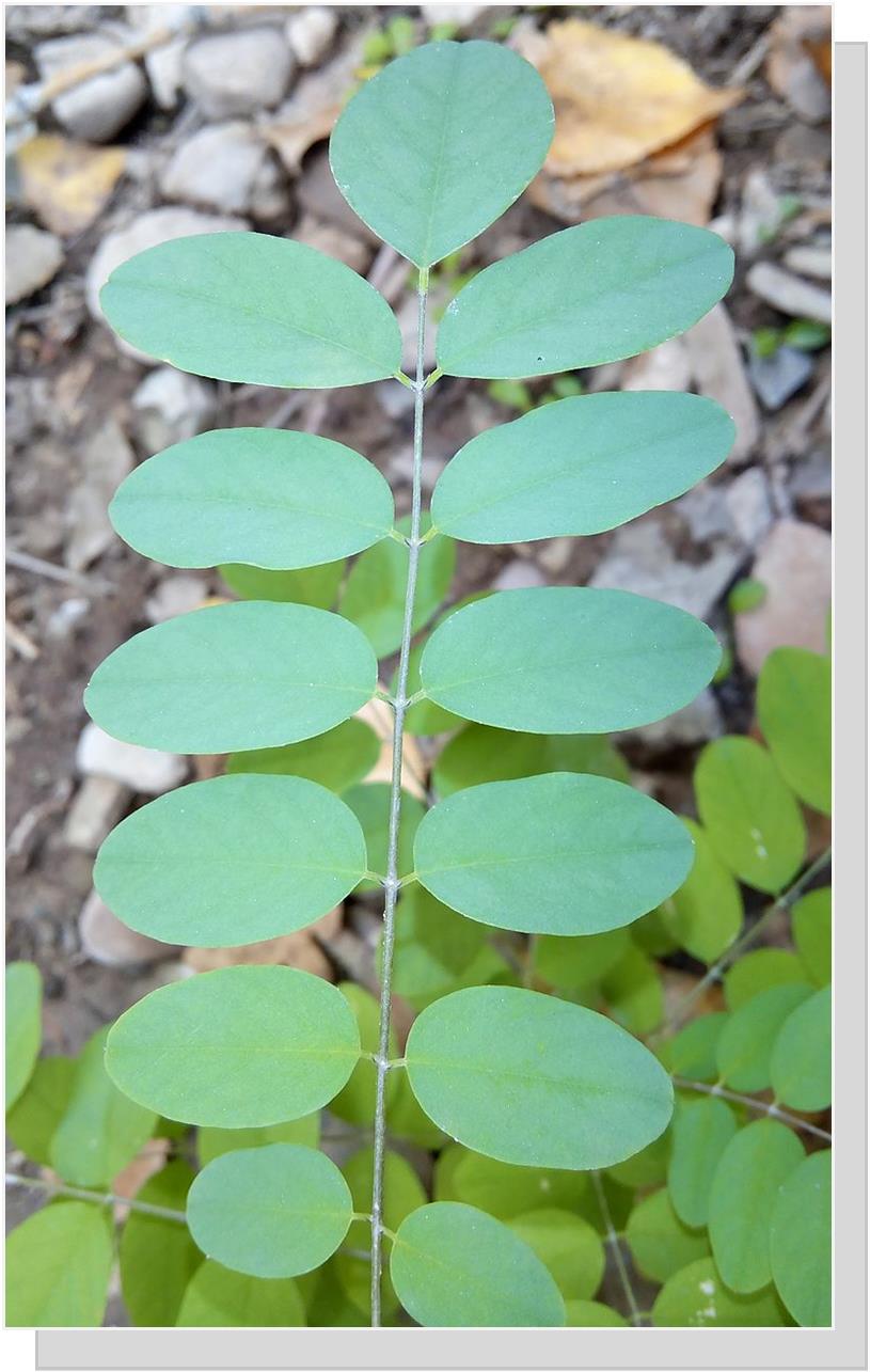 Leaves of the Black Locust Tree